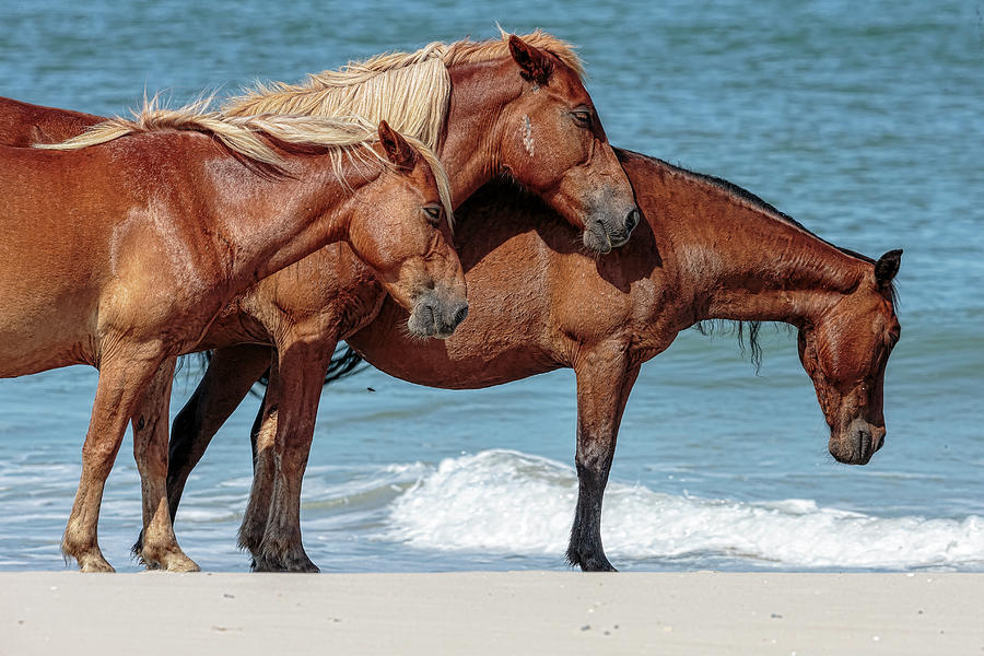 Corolla Horses V Photograph by Glenn Woodell