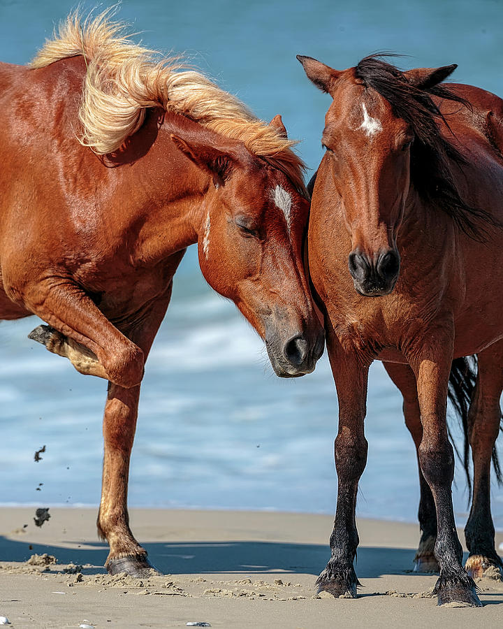 Corolla Horses VI Photograph by Glenn Woodell