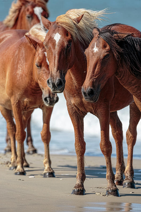 Corolla Horses VII Photograph by Glenn Woodell