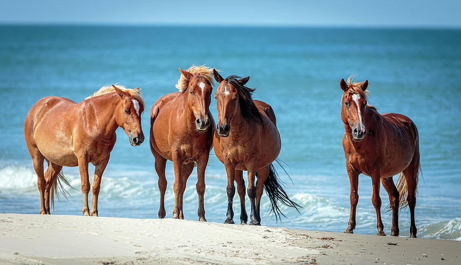 Corolla Horses VIII Photograph by Glenn Woodell