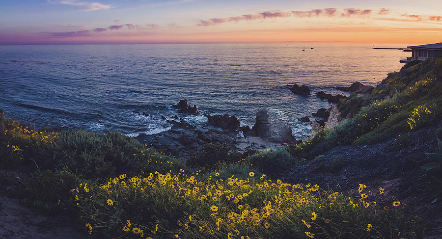 Corona Del Mar Super Bloom Photograph by Andy Konieczny