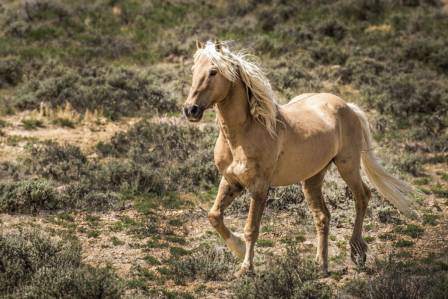 Corona Mustang Stallion Photograph by Dawn Key