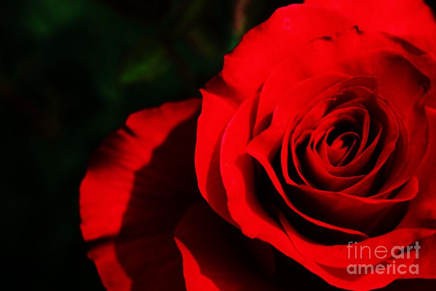 Coronado Red Rose Photograph by Patrick Dablow