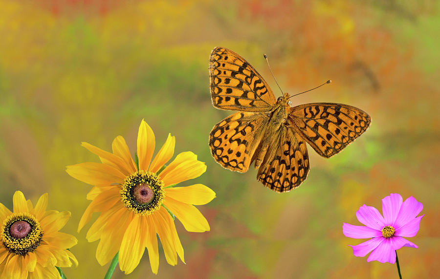 Coronis Fritillary Butterfly Photograph by Buddy Mays