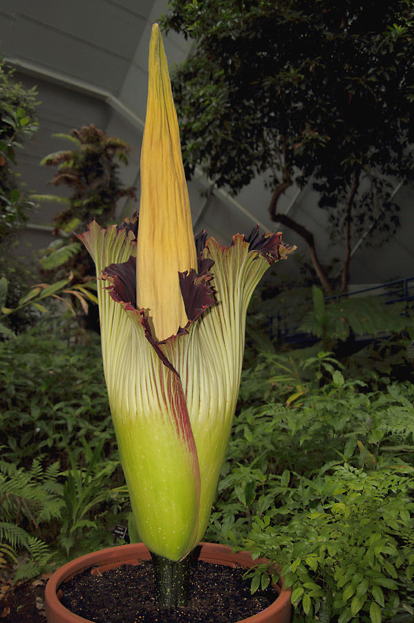 Corpse Lily Closing Photograph by Carole-Anne Fooks | Fine Art America