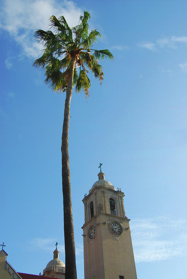 Corpus Christi Cathedral and Palm Tree Photograph by Gwen Juarez - Fine