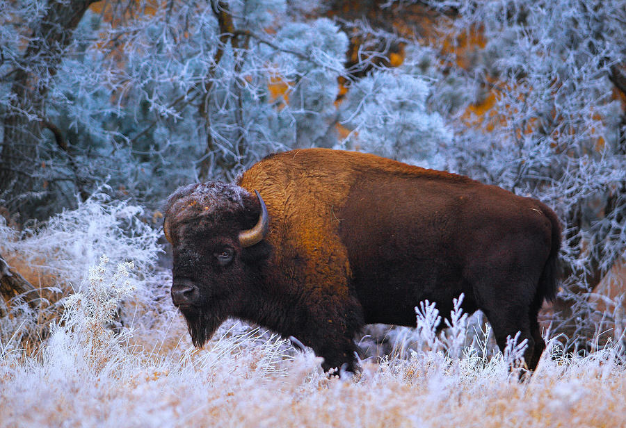 Bison Photograph - Corroded by Kadek Susanto