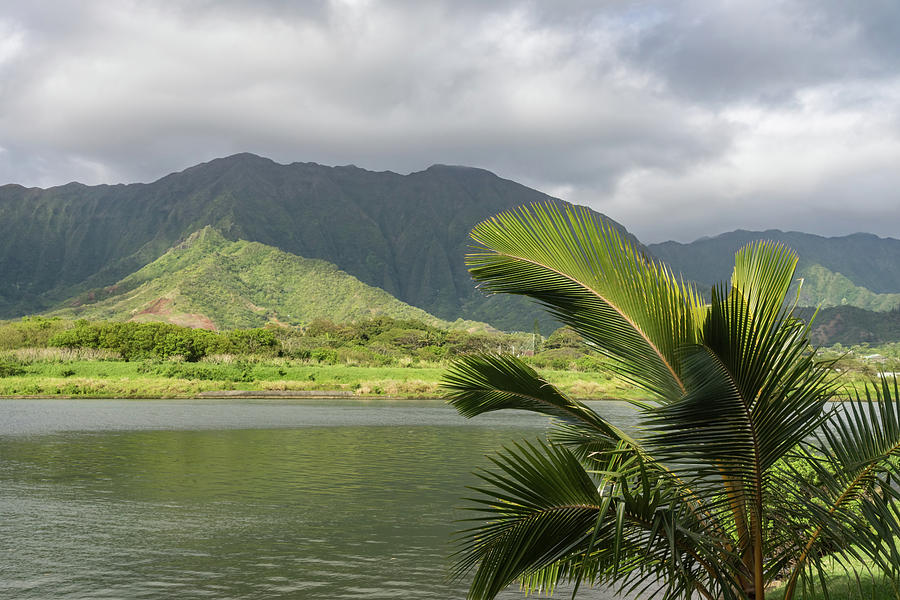 Corrugated Mountains and Palm Trees - Hawaiian Travel Photograph by Georgia Mizuleva