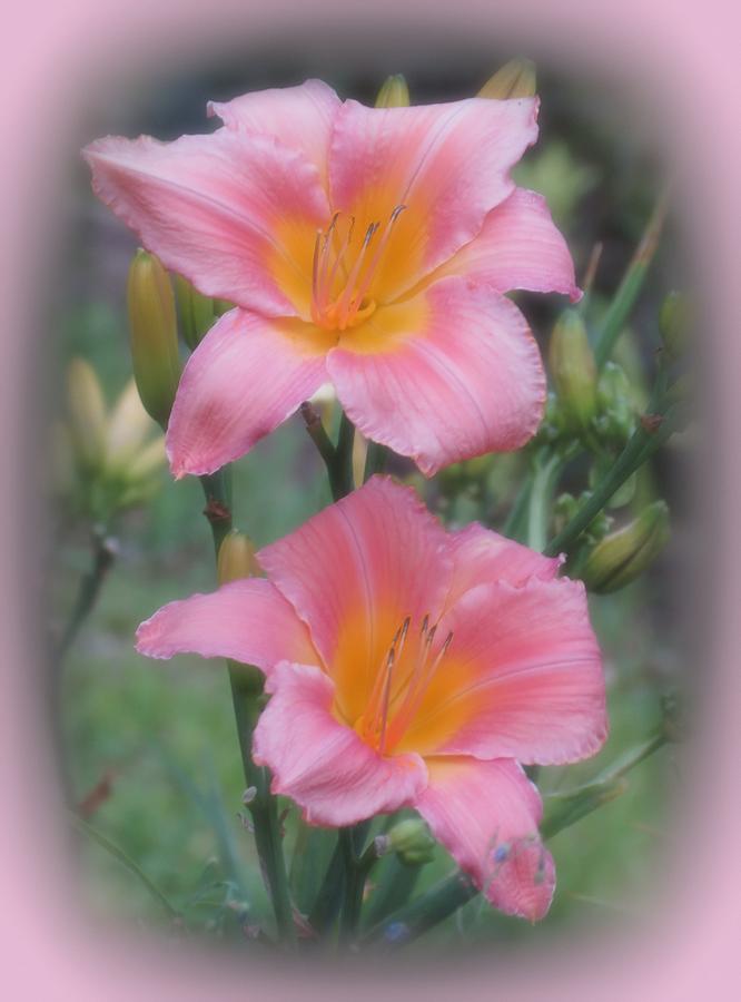 Corryton Pink - Daylily Pair Photograph by MTBobbins Photography - Pixels