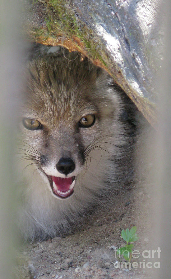 Wildlife Photograph - Corsac Fox- Vulpes Corsac 01 by Ausra Huntington nee Paulauskaite