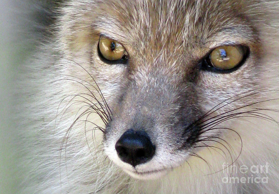 Wildlife Photograph - Corsac Fox- Vulpes Corsac 02 by Ausra Huntington nee Paulauskaite