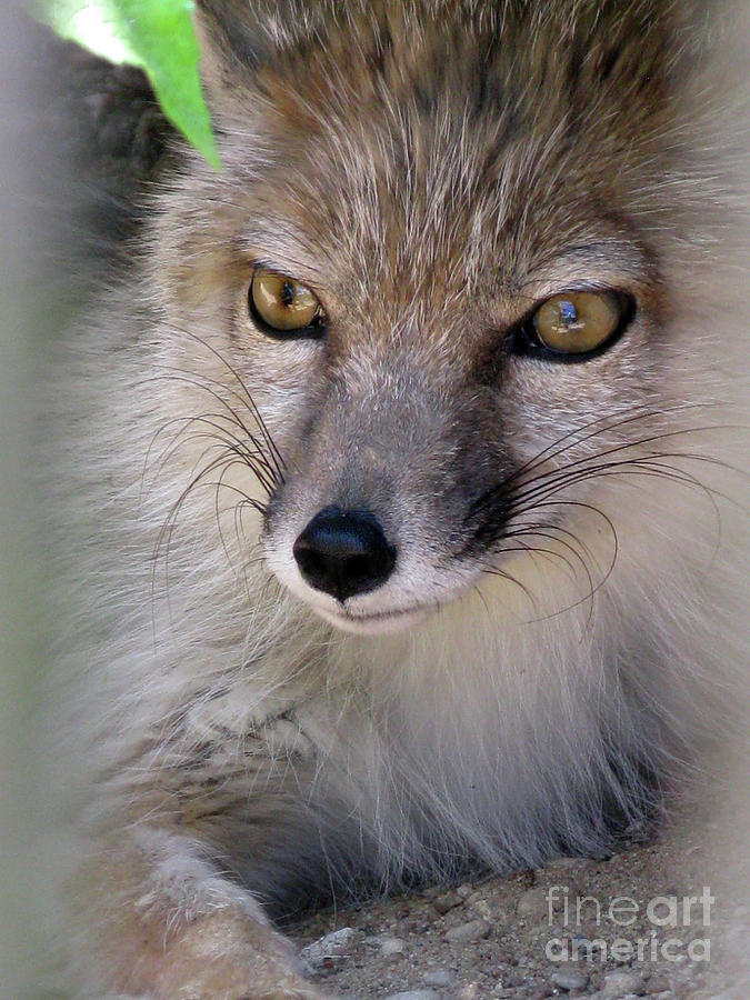 Wildlife Photograph - Corsac Fox- Vulpes Corsac 03 by Ausra Huntington nee Paulauskaite
