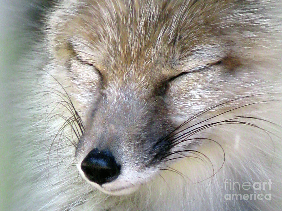 Fox Photograph - Corsac Fox- Vulpes Corsac 04 by Ausra Huntington nee Paulauskaite