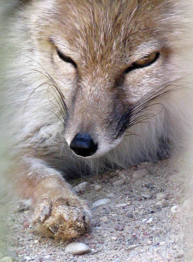 Wildlife Photograph - Corsac Fox- Vulpes Corsac 05 by Ausra Huntington nee Paulauskaite