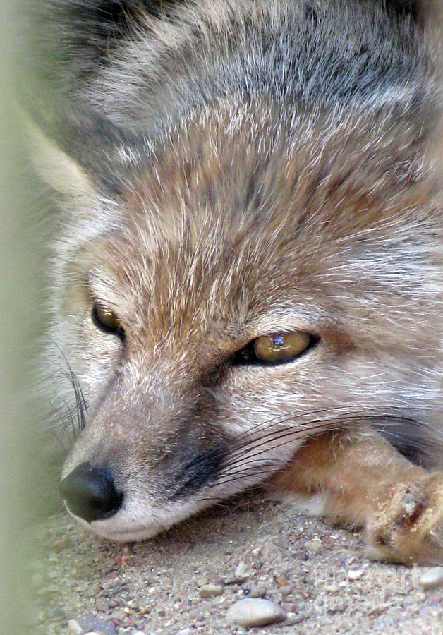 Wildlife Photograph - Corsac Fox- Vulpes Corsac 06 by Ausra Huntington nee Paulauskaite