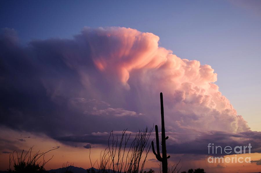 Saguaro National Park Photograph - Corsage Adorned Cloud by Janet Marie
