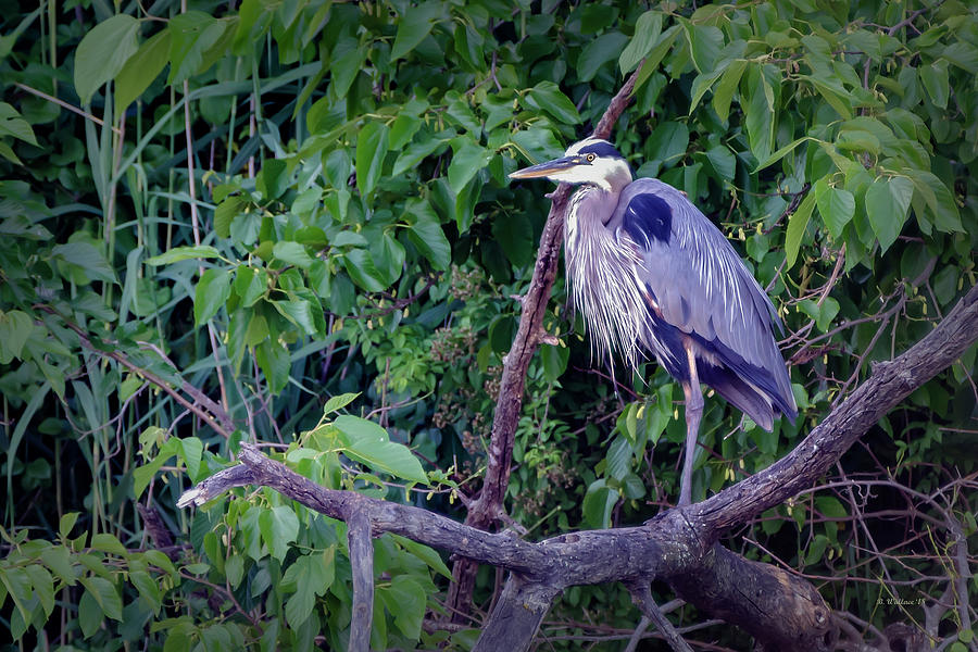 Heron Photograph - Corsica River In Centreville MD by Brian Wallace