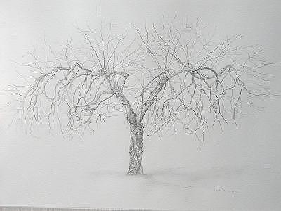 Apple Tree Drawing - Cortland Apple by Leah  Tomaino