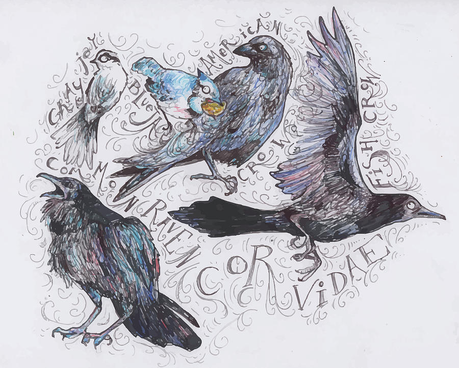 Corvidae of Maine by Hannah Dean Corvidae of Maine by Hannah Dean