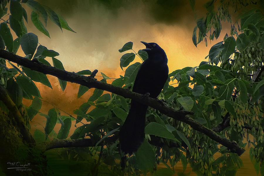 Blackbird Photograph - Corvus Brachyrhynchos by Theresa Campbell