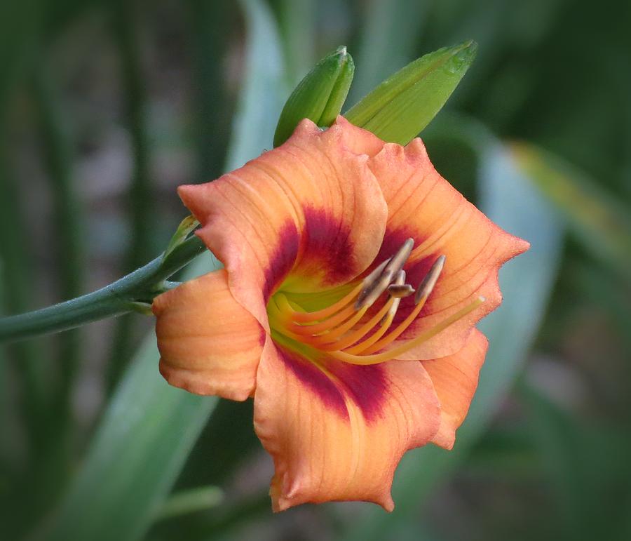 Flower Photograph - Cosmic Hummingbird Daylily by MTBobbins Photography