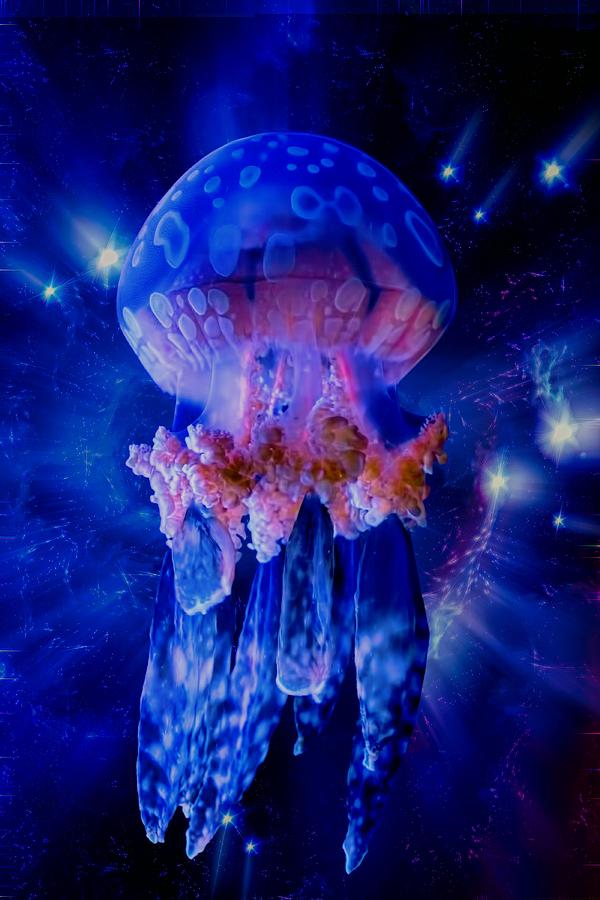 Cosmic Jellyfish Digital Art by Chrystyne Novack