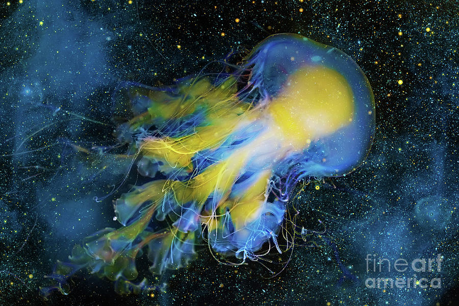 Cosmic Jellyfish Digital Art by Olga Hamilton
