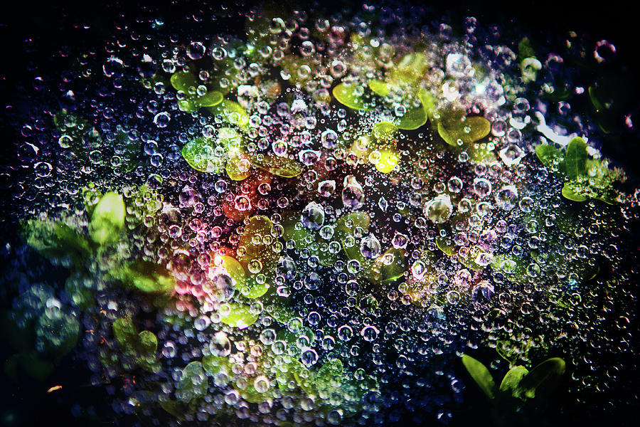 Cosmic Spiderweb and Nebula by Mela Luna Cosmic Spiderweb and Nebula by Mela Luna