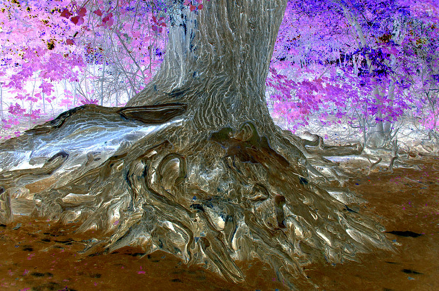 Abstract Photograph - Cosmic Tree by Eric Wait