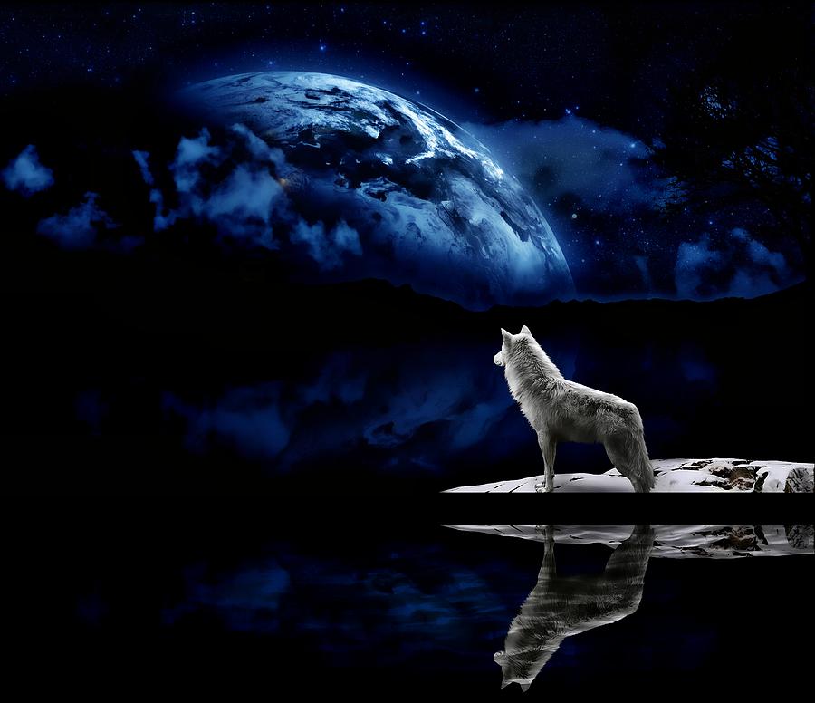 Cosmic Wolf Photograph by Dawn Van Doorn - Fine Art America