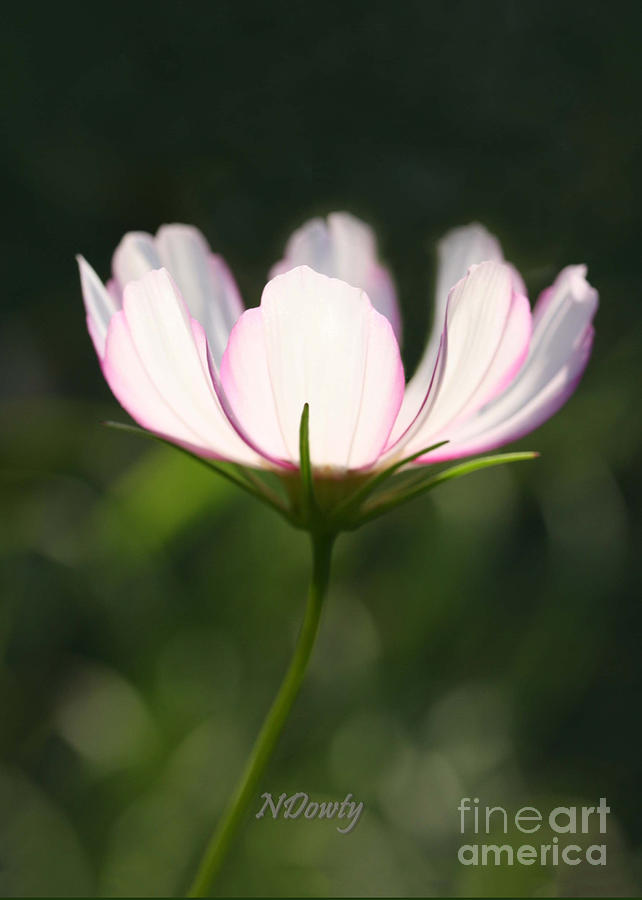 Cosmo Delicate Balance Photograph by Natalie Dowty