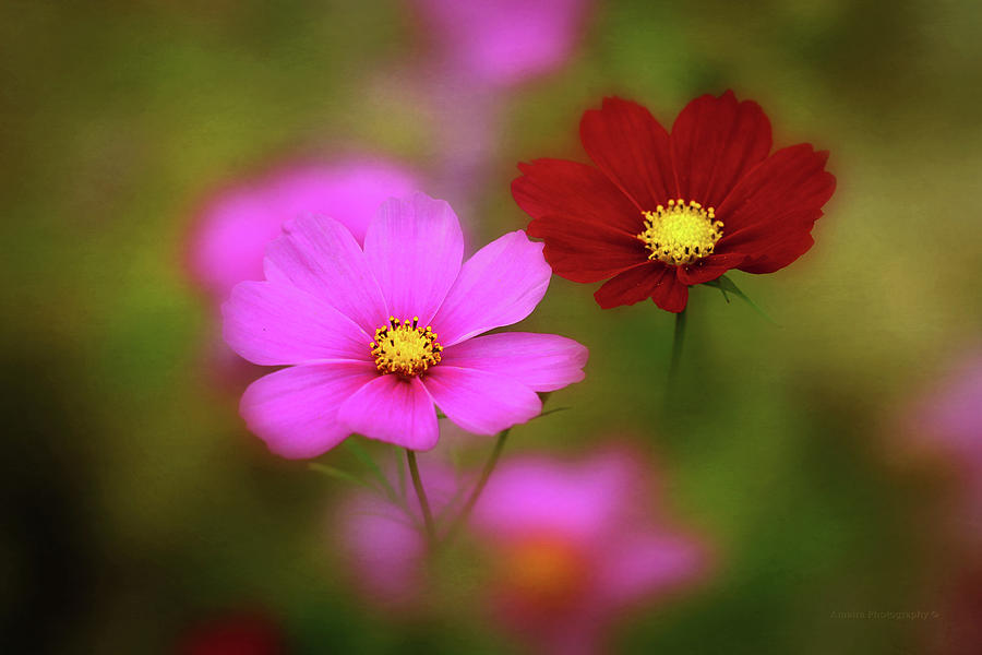 Cosmo Flowers Blowing In The Wind Photograph by Maria Angelica Maira