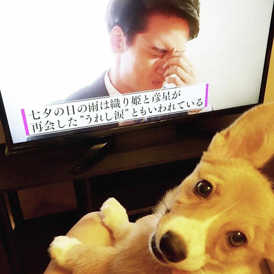 Dog Photograph - Cosmo Watches Tv On The Mom by Kentaro Harada