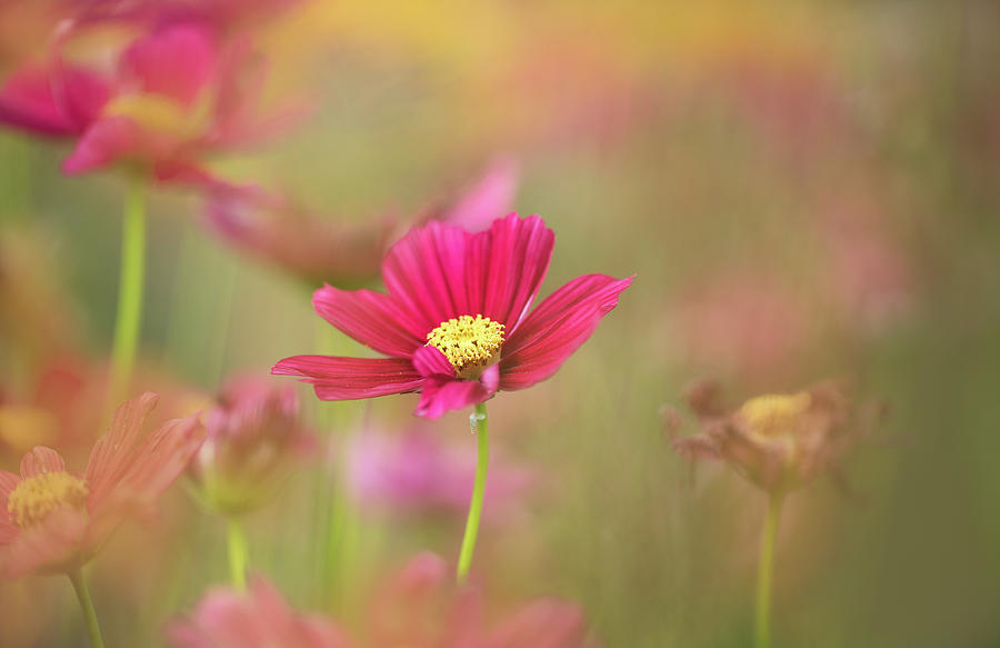 Cosmos-14 Photograph by Myphuong Nguyen - Fine Art America