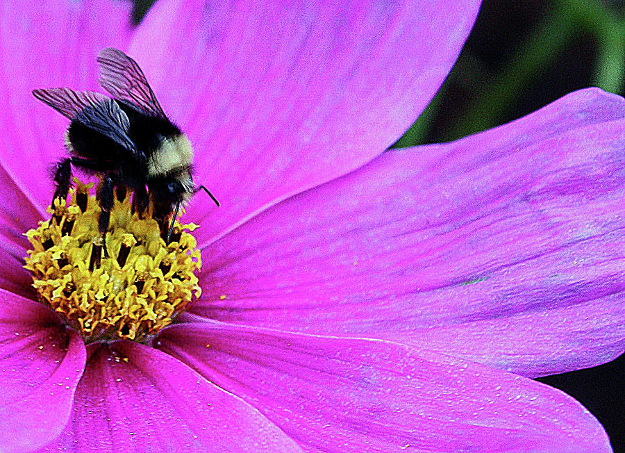 Cosmos Photograph - Cosmos And Bee by Kami McKeon