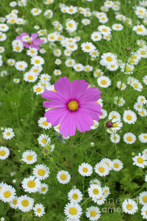 Cosmos and Chamomile Photograph by Tim Gainey