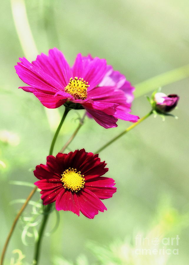 Cosmos Photograph by Angela Rath
