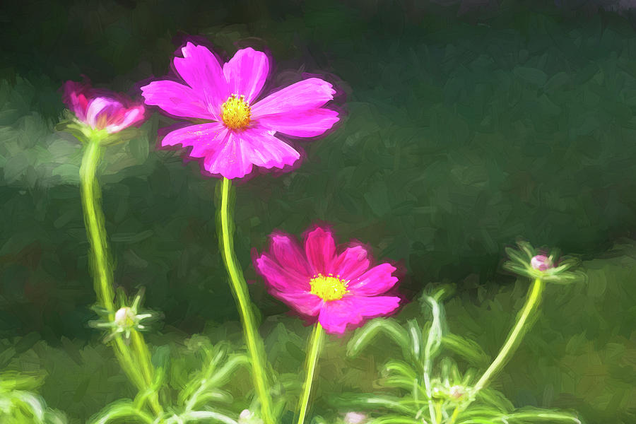 Cosmos Beauties Coreopsideae 001 Photograph by Rich Franco