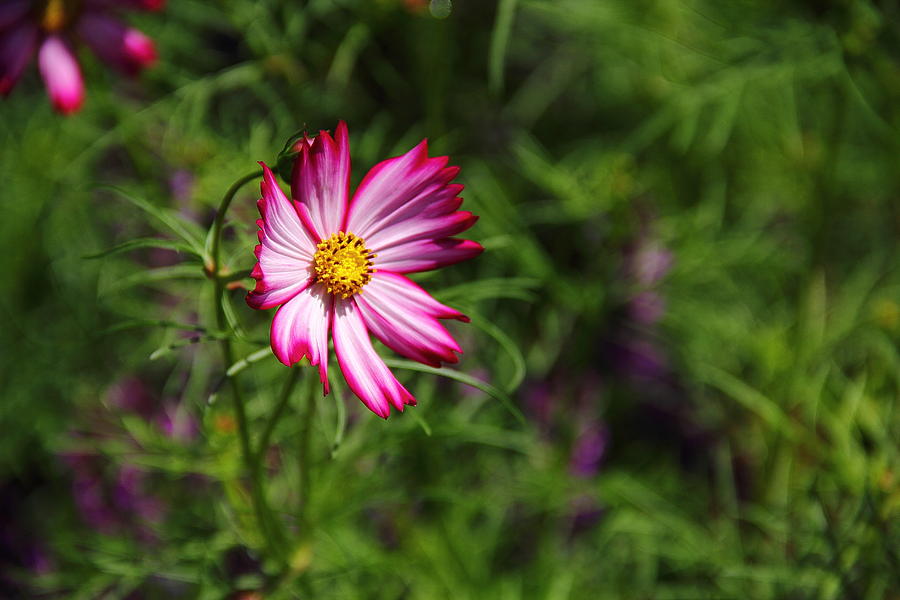 Cosmos Beauty Photograph by Allen Nice-Webb