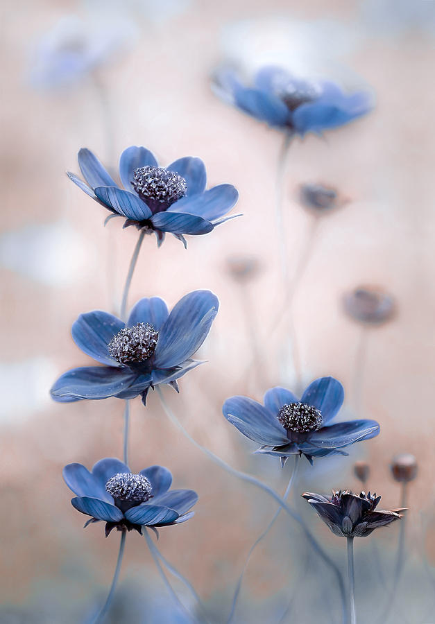 Flower Photograph - Cosmos Blue by Mandy Disher