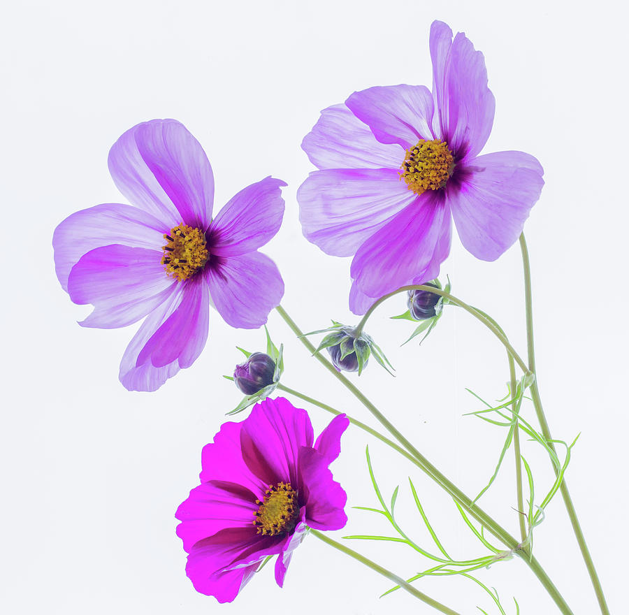Cosmos Bright Photograph by Diane Fifield