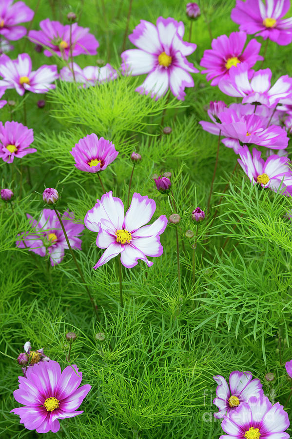 Cosmos Capriola Photograph by Tim Gainey