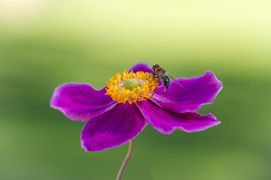 Cosmos Photograph by Clare Bambers