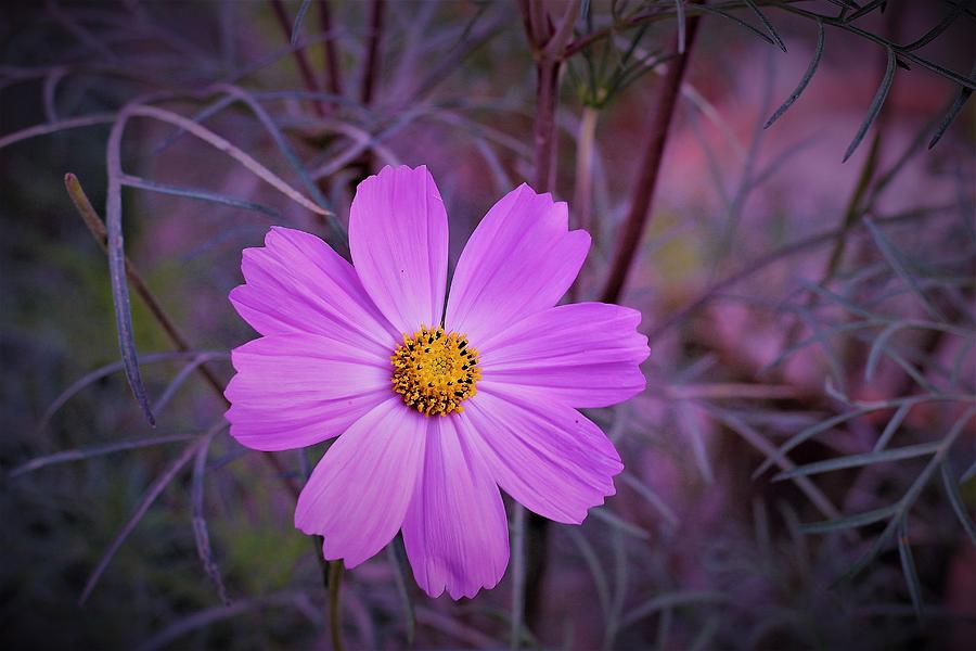 Cosmos complexion Photograph by Khalid Saeed