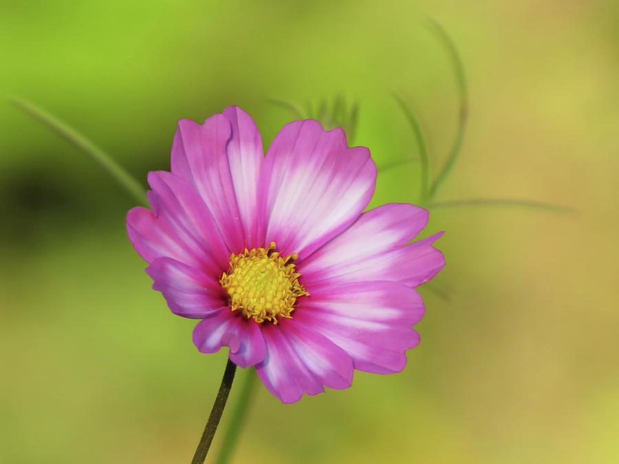 Cosmos Daisy and Green Photograph by MTBobbins Photography