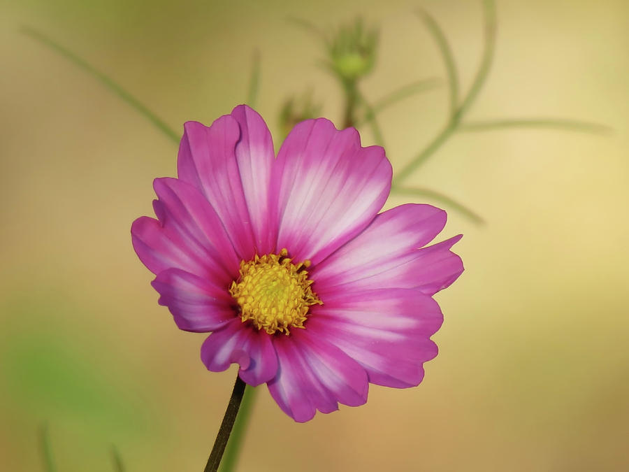 Cosmos Daisy Floral Photograph by MTBobbins Photography