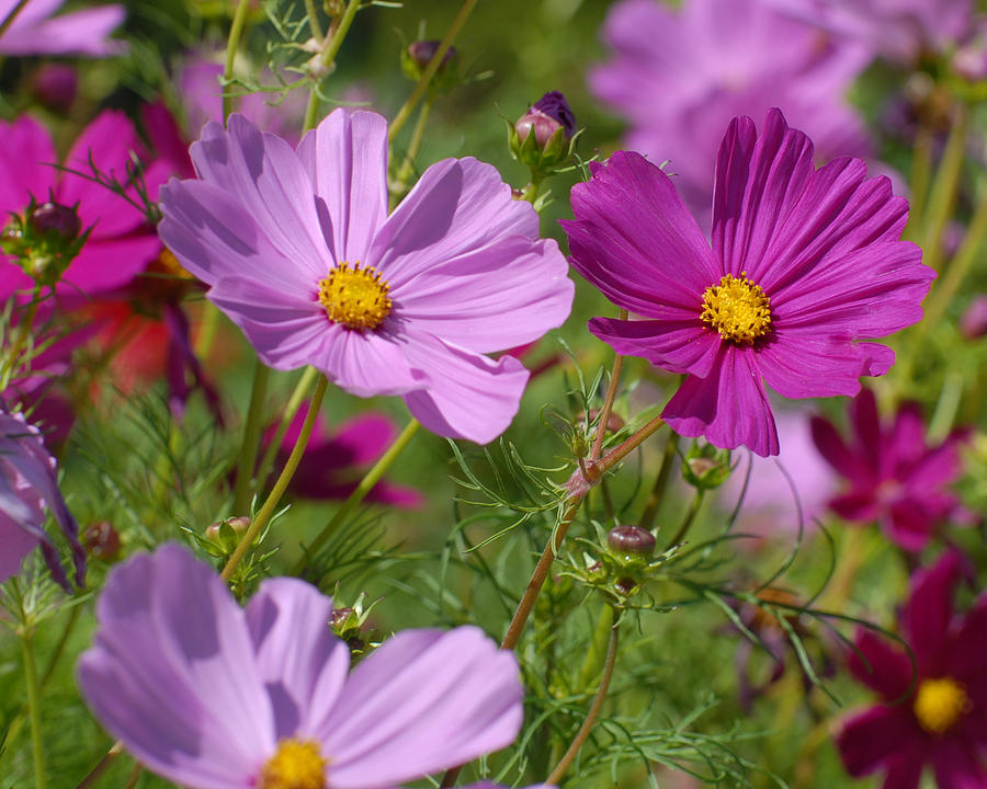 Cosmos Photograph by Debra Wales - Fine Art America