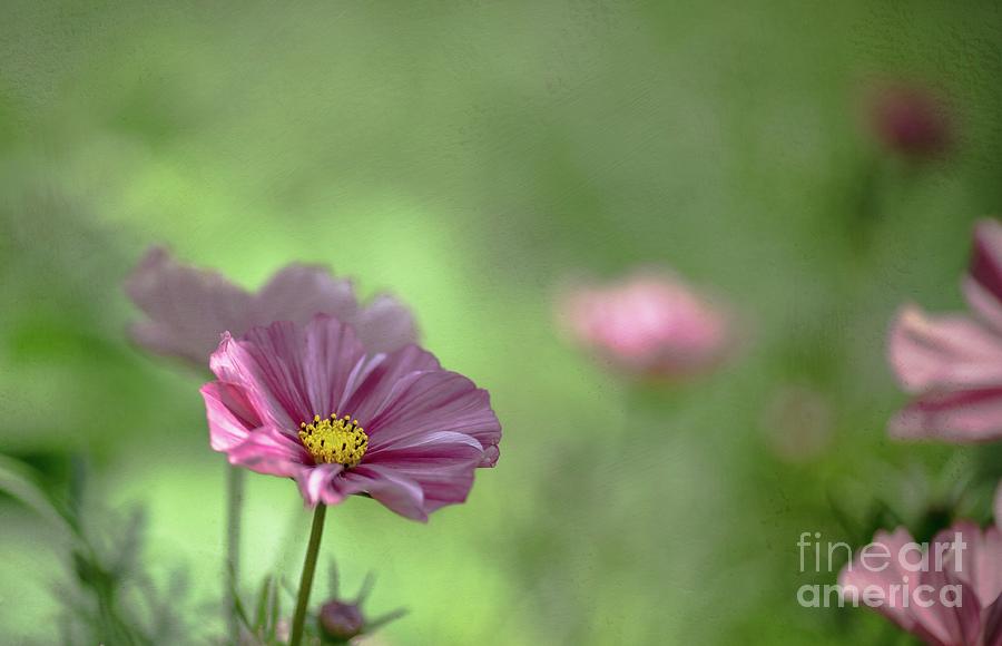 Flower Photograph - Cosmos by Eva Lechner