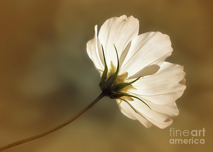 Cosmos filled with Sunshine          Photograph by Kaye Menner