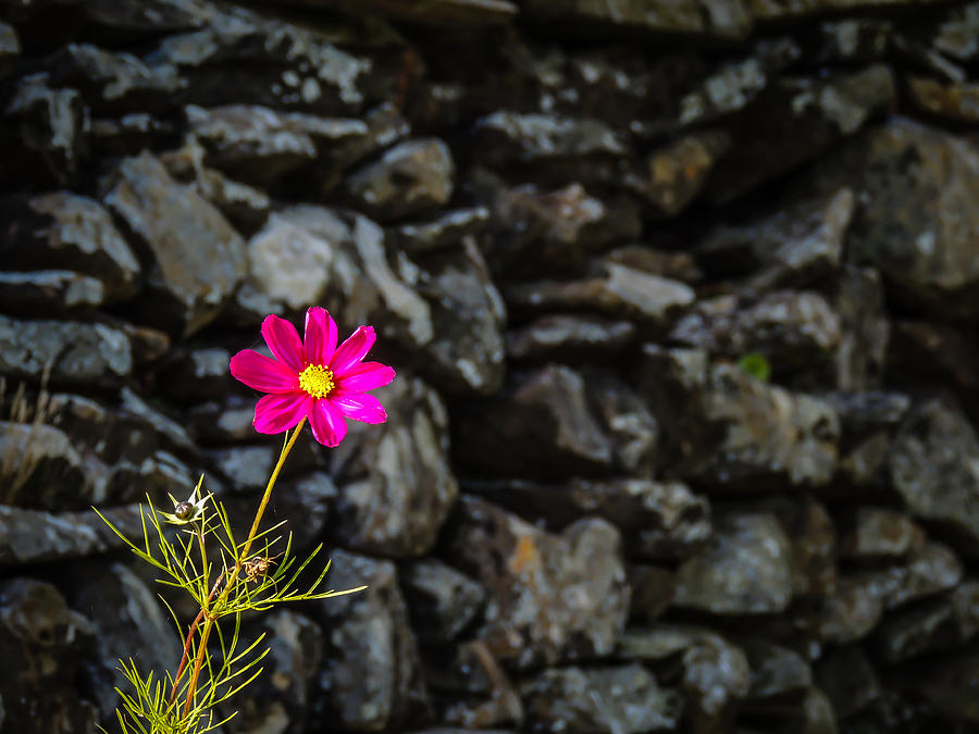 Cosmos Flower and Irish Stone Wall Photograph by James Truett